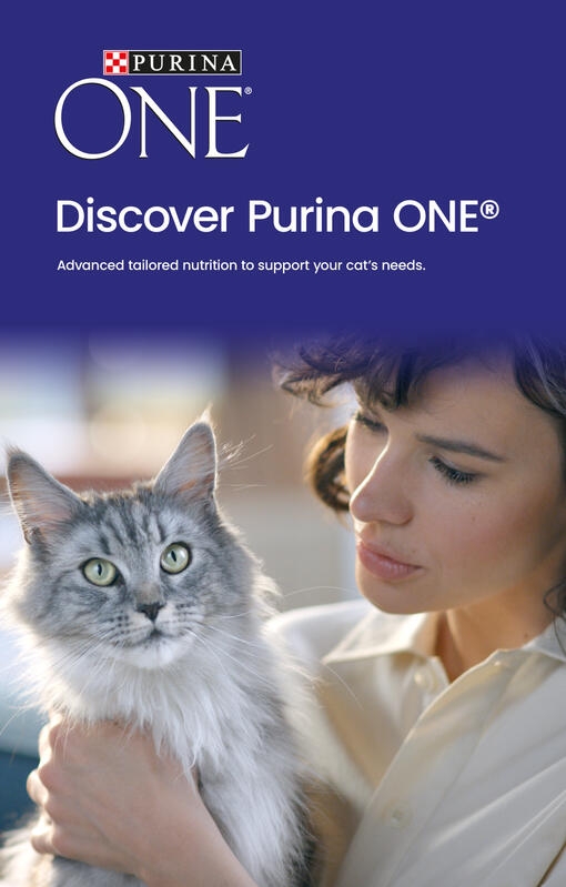 Purina one best sale junior cat food